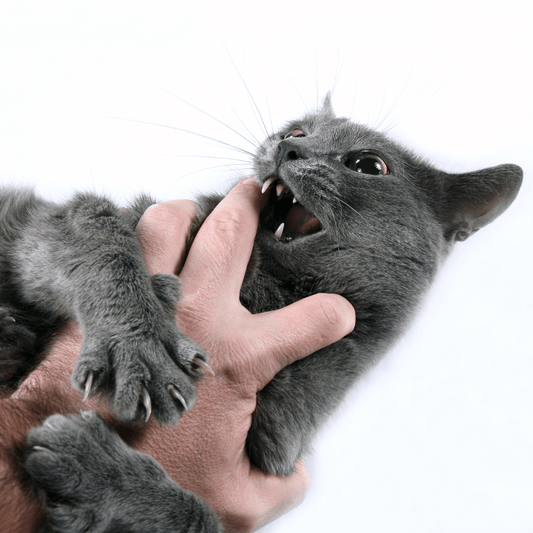 How to Groom Aggressive or Nervous Cats: A Comprehensive Guide - La Belle Paw