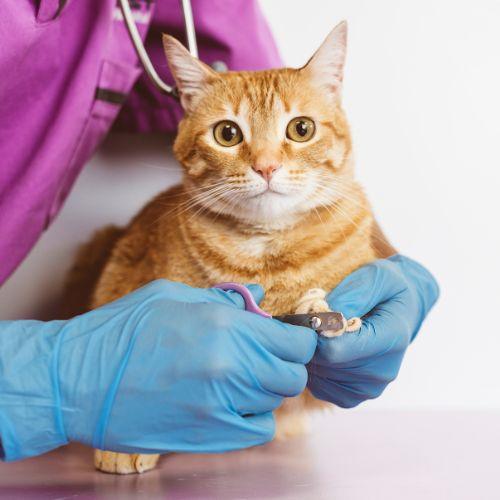 The Ultimate Guide to Cat Nail Trimming - La Belle Paw