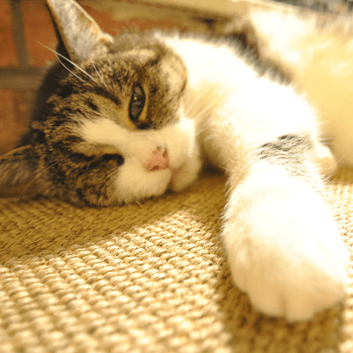 What Are Hairballs and How to Prevent Them? - La Belle Paw