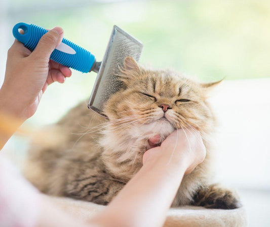 Which Brush Should You Use When Brushing Your Cat? - La Belle Paw