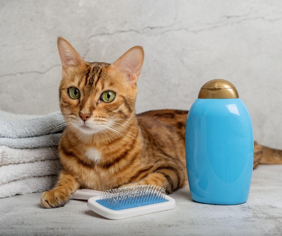 Why You Should Avoid Using Waterless Shampoo for Cats - La Belle Paw