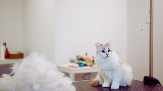Why Dry Shampoos for Cats Are Not Always Safe
