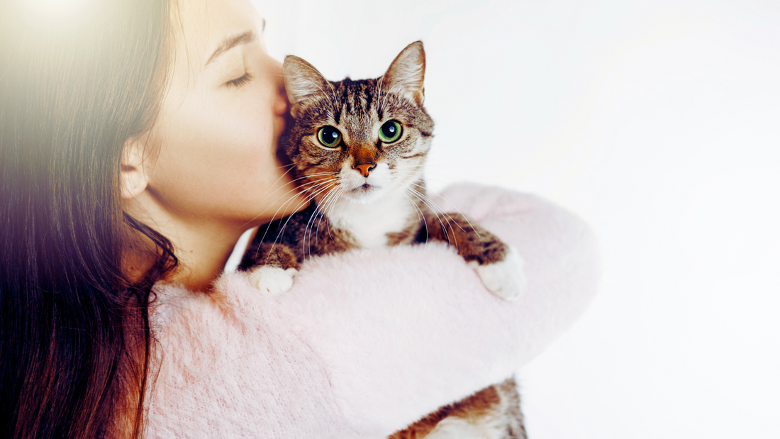 Are Dry Shampoos Safe for Cats?