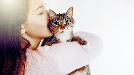 Are Dry Shampoos Safe for Cats?
