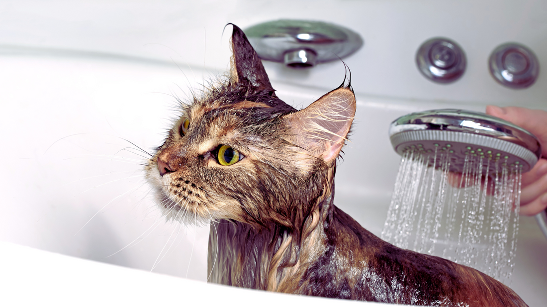What Is Waterless Cat Shampoo?