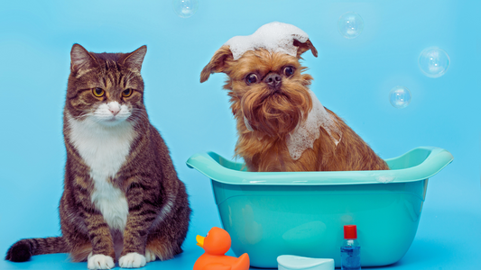 Can You Use Dog Dry Shampoo on Cats?
