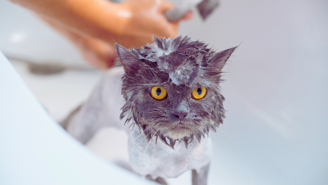 When Should I Use a Waterless Shampoo on My Cat?