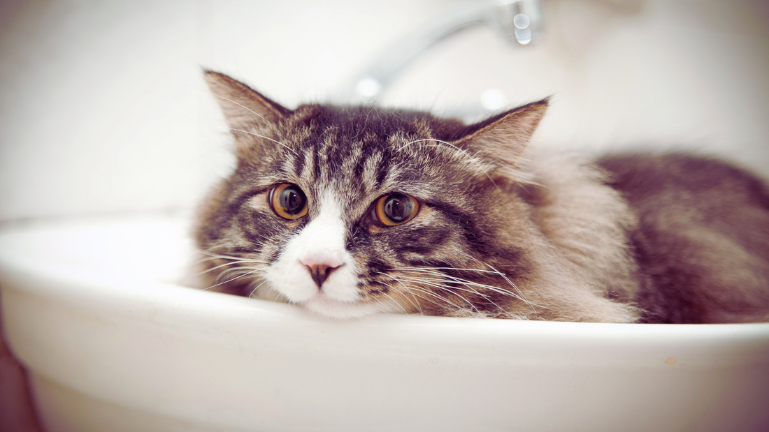 Does Waterless Cat Shampoo Work?