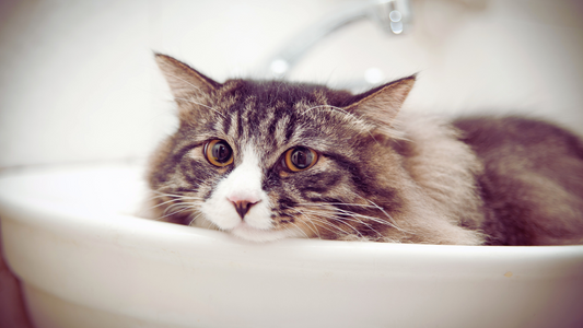 Does Waterless Cat Shampoo Work?