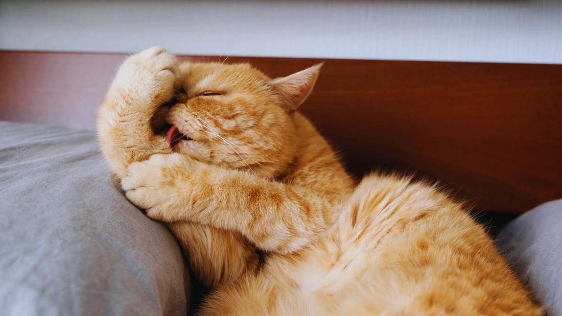 Why cat overgrooming?