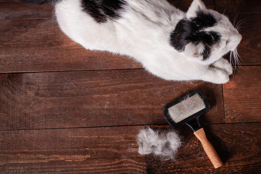 How to Reduce Cat Shedding? Expert Tips for a Healthier Coat - La Belle Paw