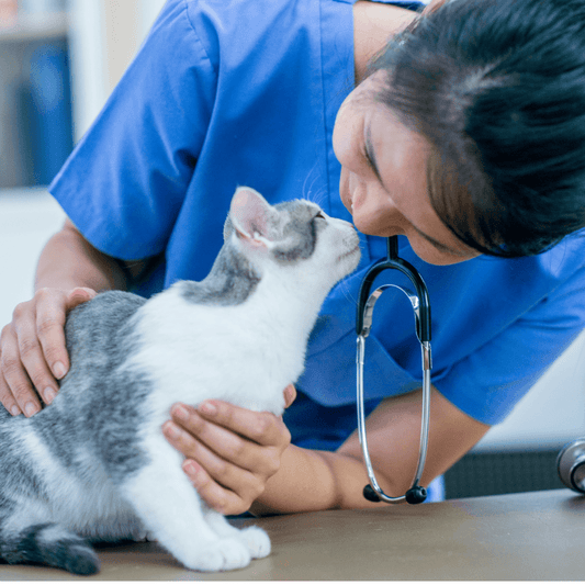 Understanding the Microbiome: Why It’s Crucial for Your Cat’s Skin Health - La Belle Paw