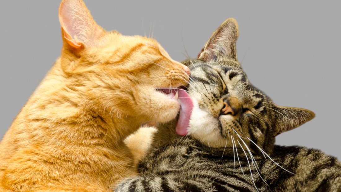 Cat Grooming Near you?: Why Regular Grooming is Essential for Your Cat’s Health