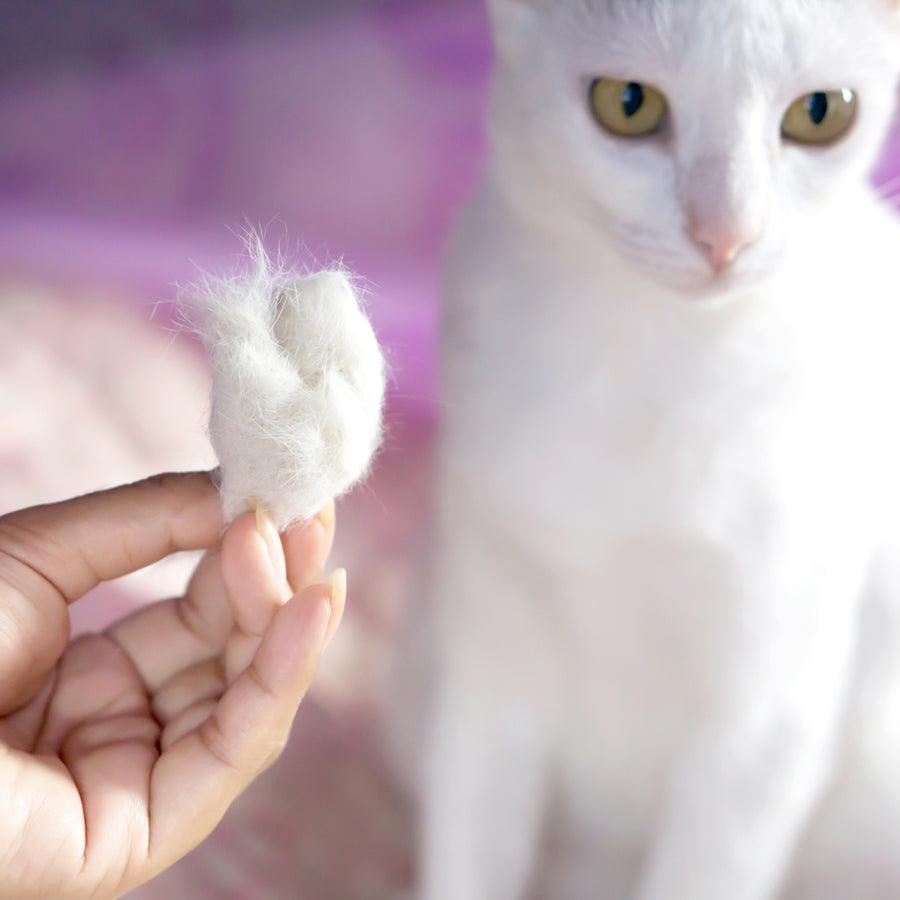 How to Reduce Cat Shedding at Home - La Belle Paw
