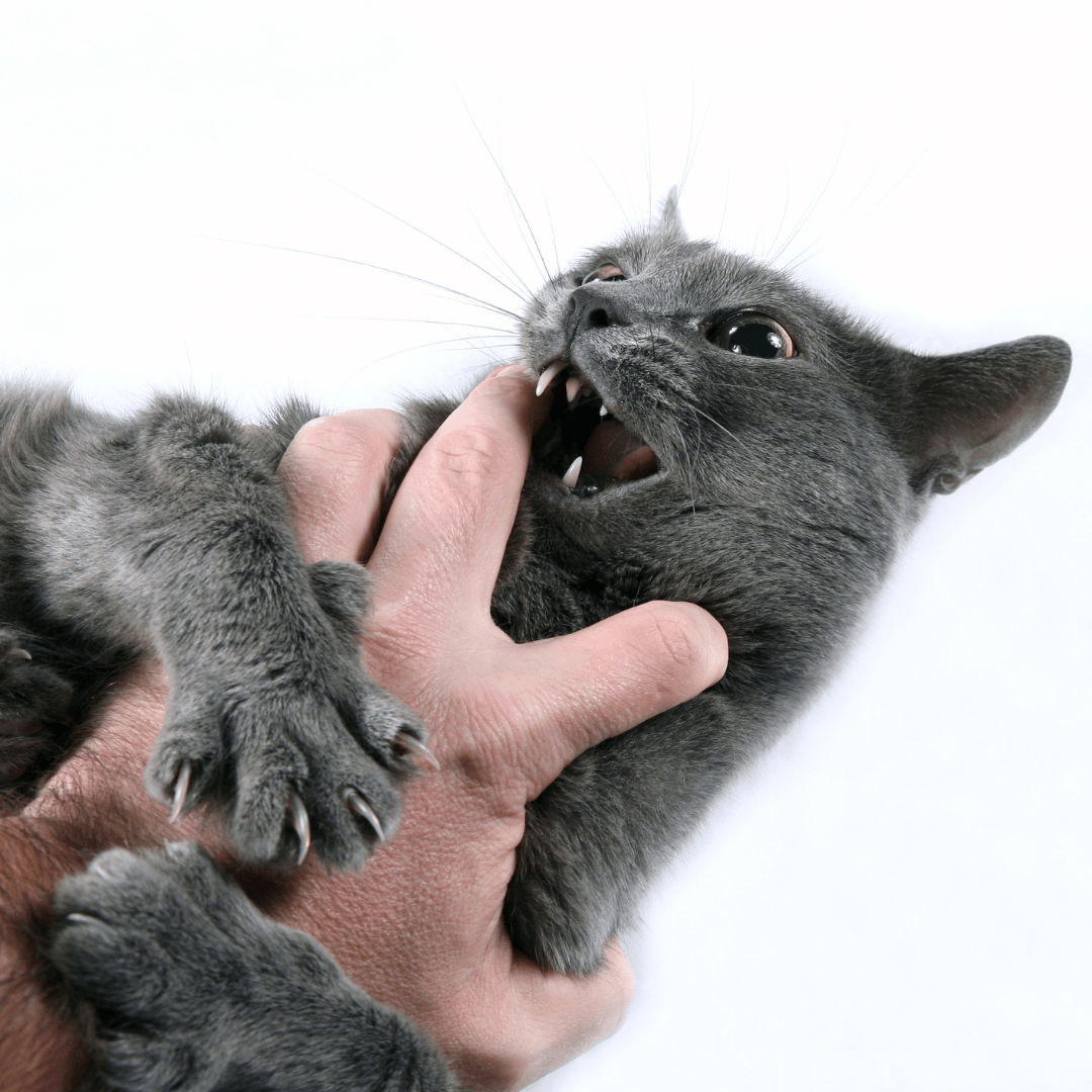 How to Groom Aggressive or Nervous Cats: A Comprehensive Guide – La ...