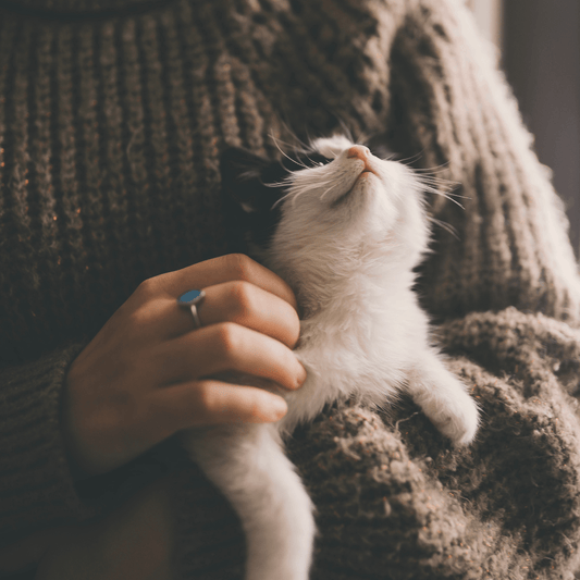 Understanding Cat Behavior During Grooming - La Belle Paw