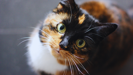 What causes Cat Dandruff?