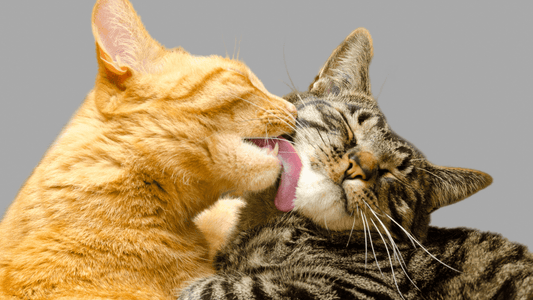 How to Reduce Cat's Anxiety during Grooming? - La Belle Paw